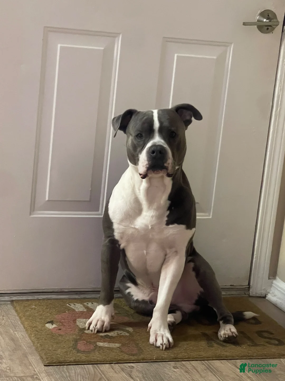 American Pit Bull Terrier dogs for sale: American Pit Bull Terrier 8 - Ad 8