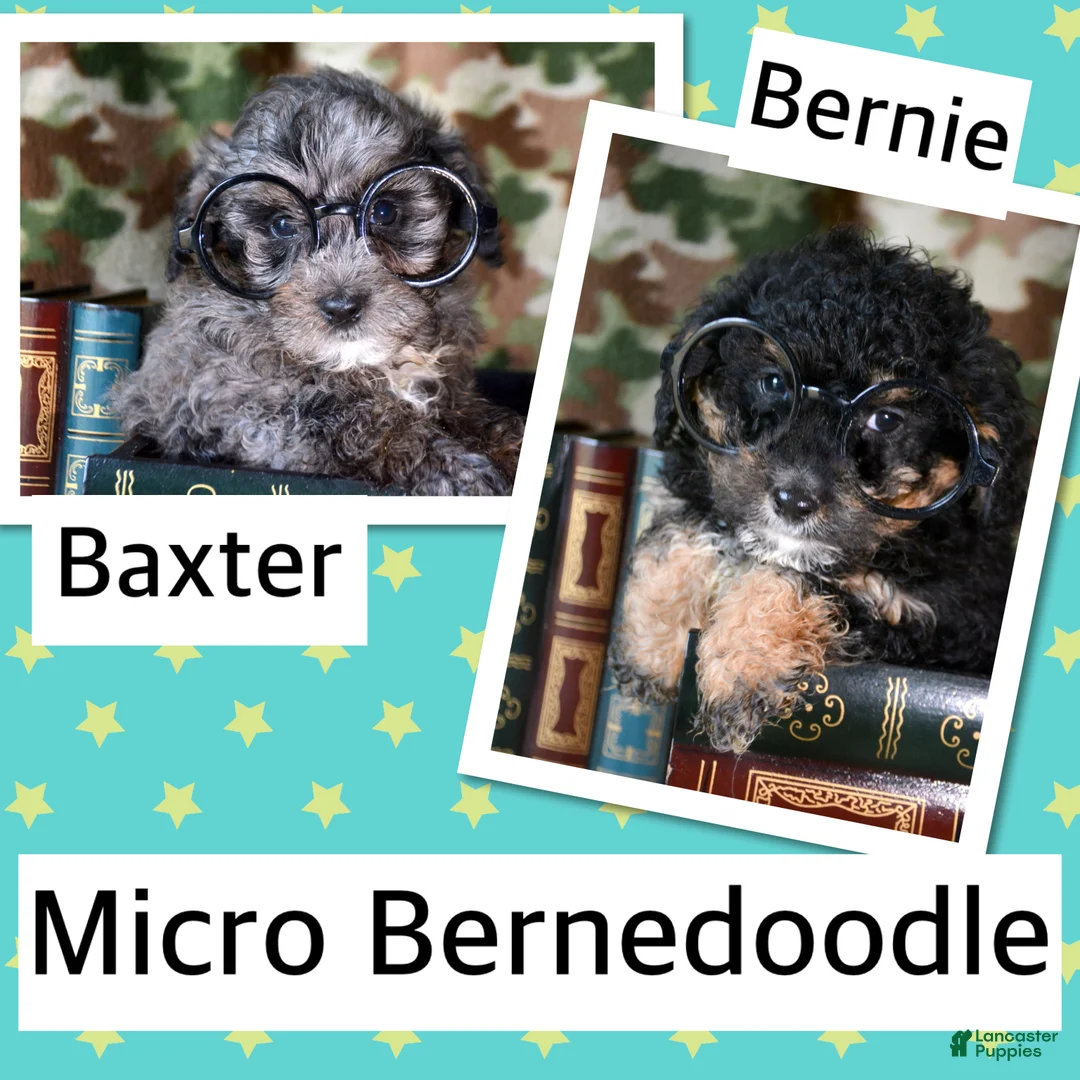 Mini Bernedoodle dogs for sale: Micro Bernedoodle Puppy 1 Bennett - Ad 7