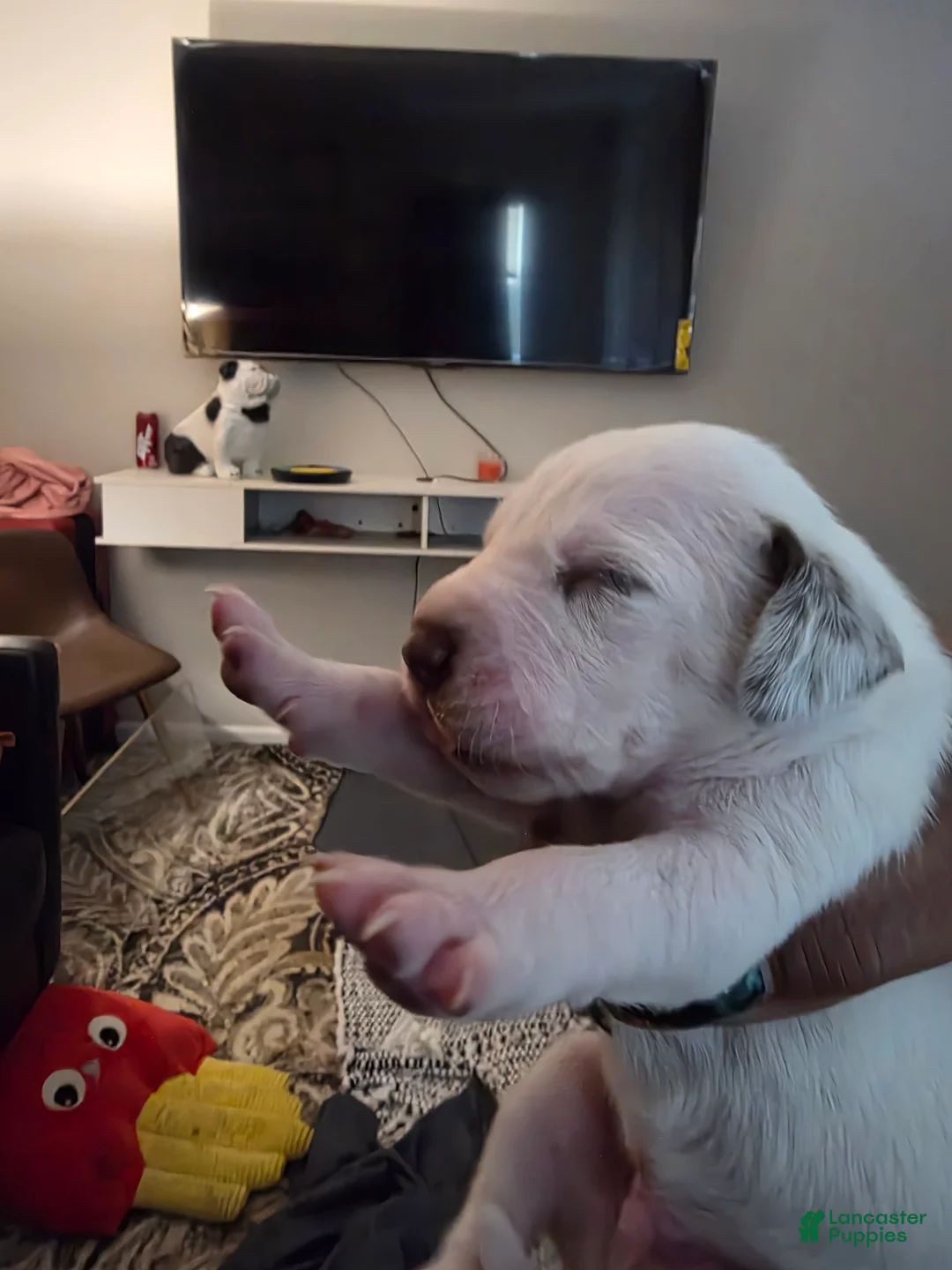 Dalmatian dogs for sale: Dalmatian Puppy 3 - Ad 1