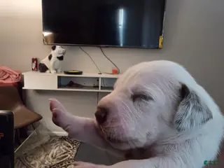 Dalmatian dogs Dalmatian Puppy 3 - Ad 13