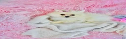 Pomeranian dogs for sale: Pomeranian Puppy 1 - Ad 2
