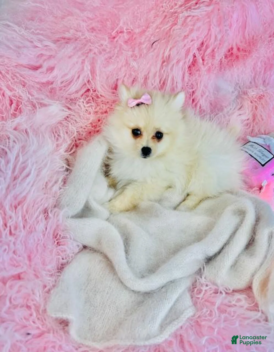 Pomeranian dogs for sale: Pomeranian Puppy 1 - Ad 2