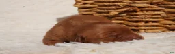 Golden Retriever dogs for sale: Daisy -AKC, Genetically Clear - Ad 21