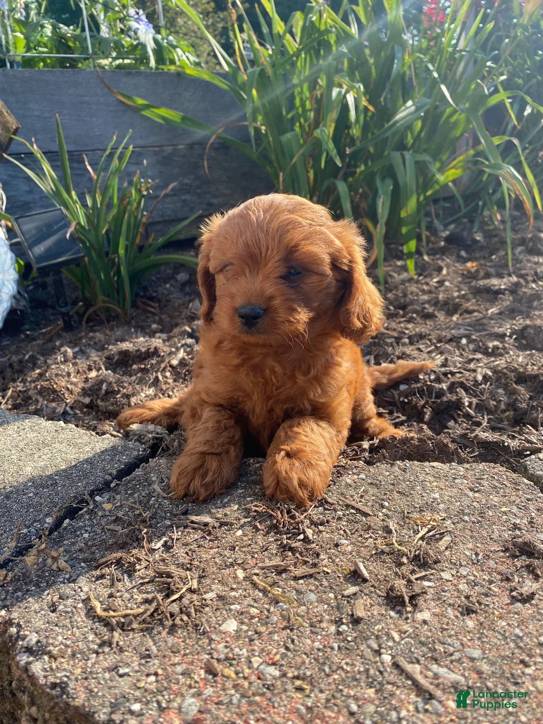 Cavapoo dogs for sale: Ruby - Ad 2