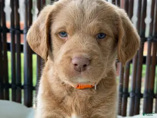 Labradoodle dogs for sale: Ollie - Ad 2