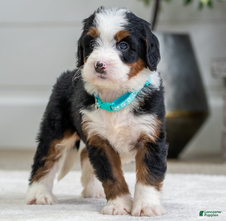 Mini Bernedoodle dogs Plato - Ad 28