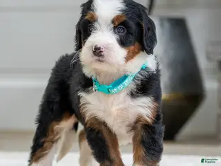 Mini Bernedoodle dogs Plato - Ad 26