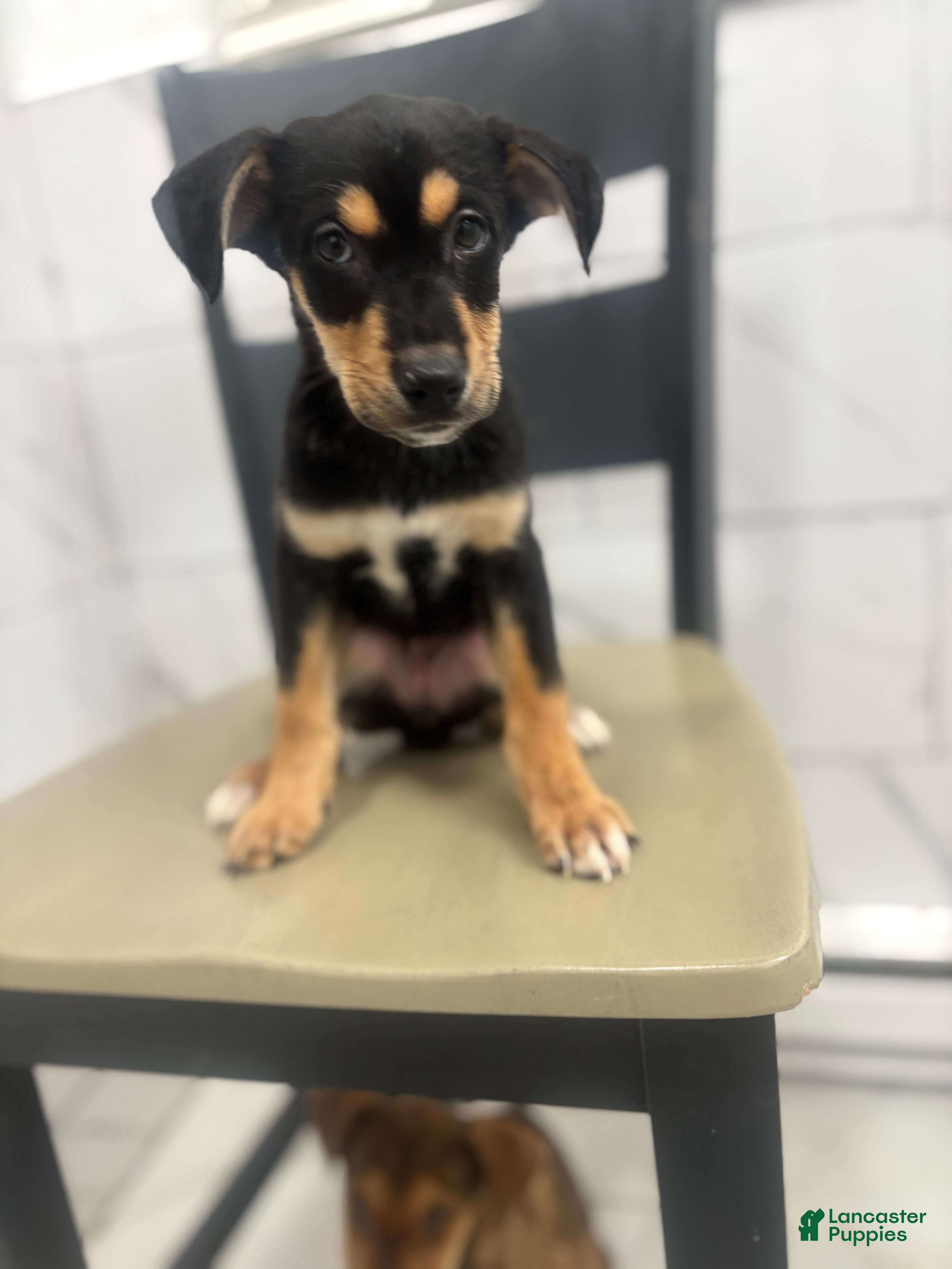 Mixed Breed dogs Mixed Breed Puppy 6 - Ad 34