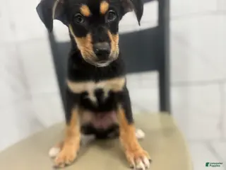 Mixed Breed dogs Mixed Breed Puppy 6 - Ad 34