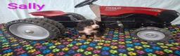 Bernese Mountain Dog dogs for sale: Sally - Ad 1