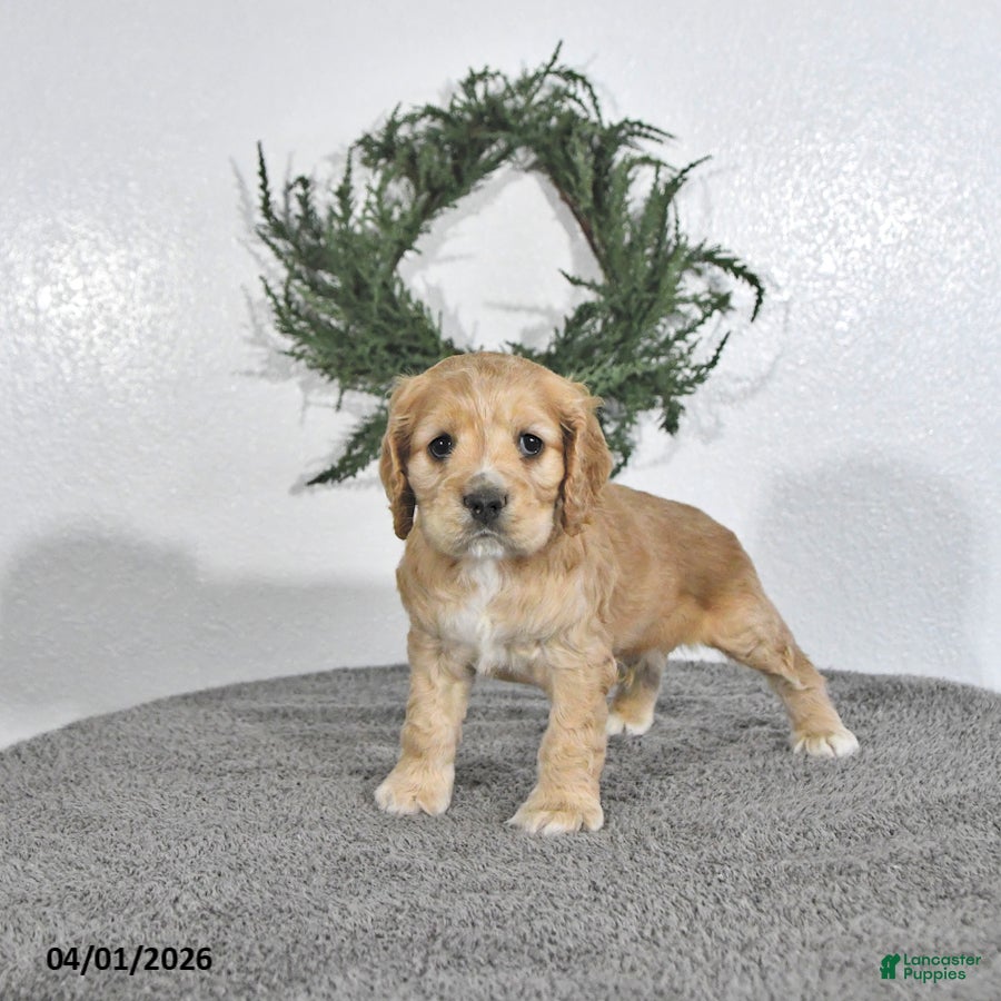 English Cocker Spaniel dogs Kaiser - Ad 2