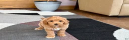 Mixed Breed dogs for sale: Mixed Breed 1 - Ad 4