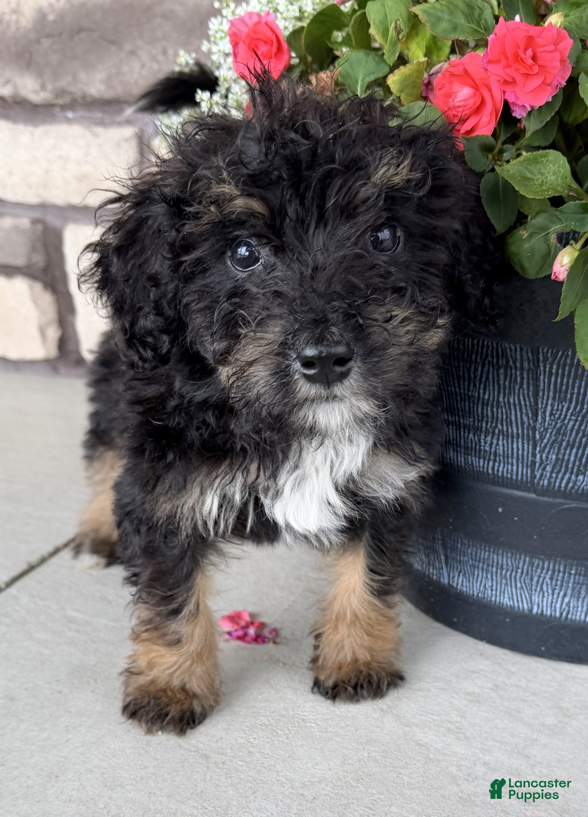 Bernedoodle dogs Remi - Ad 2