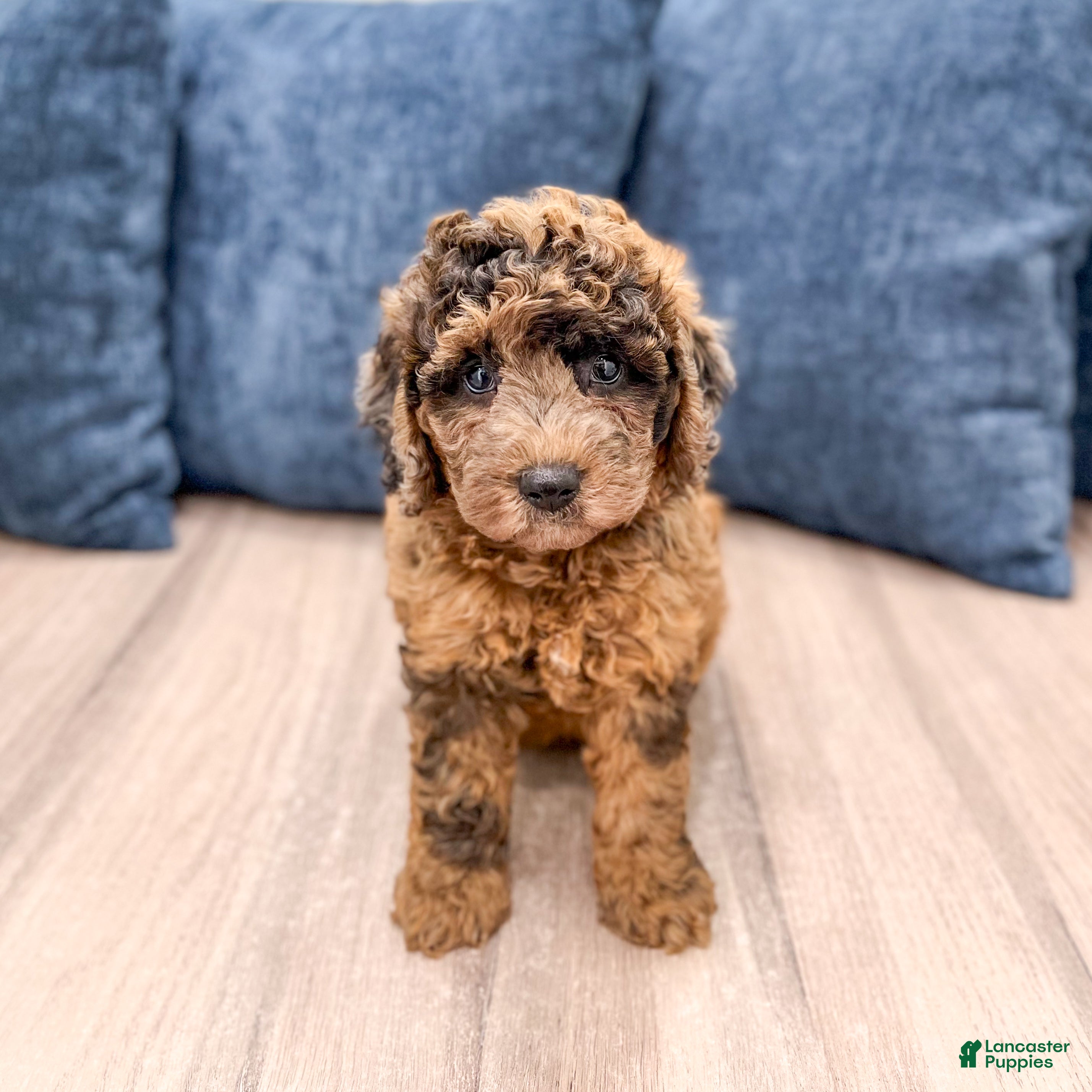 Mixed Breed dogs Nikki - Ad 1