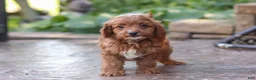 Cavapoo dogs for sale: Justin - Ad 9