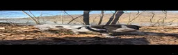 German Shorthaired Pointer dogs for sale: German Shorthaired Pointer 1 - Ad 2
