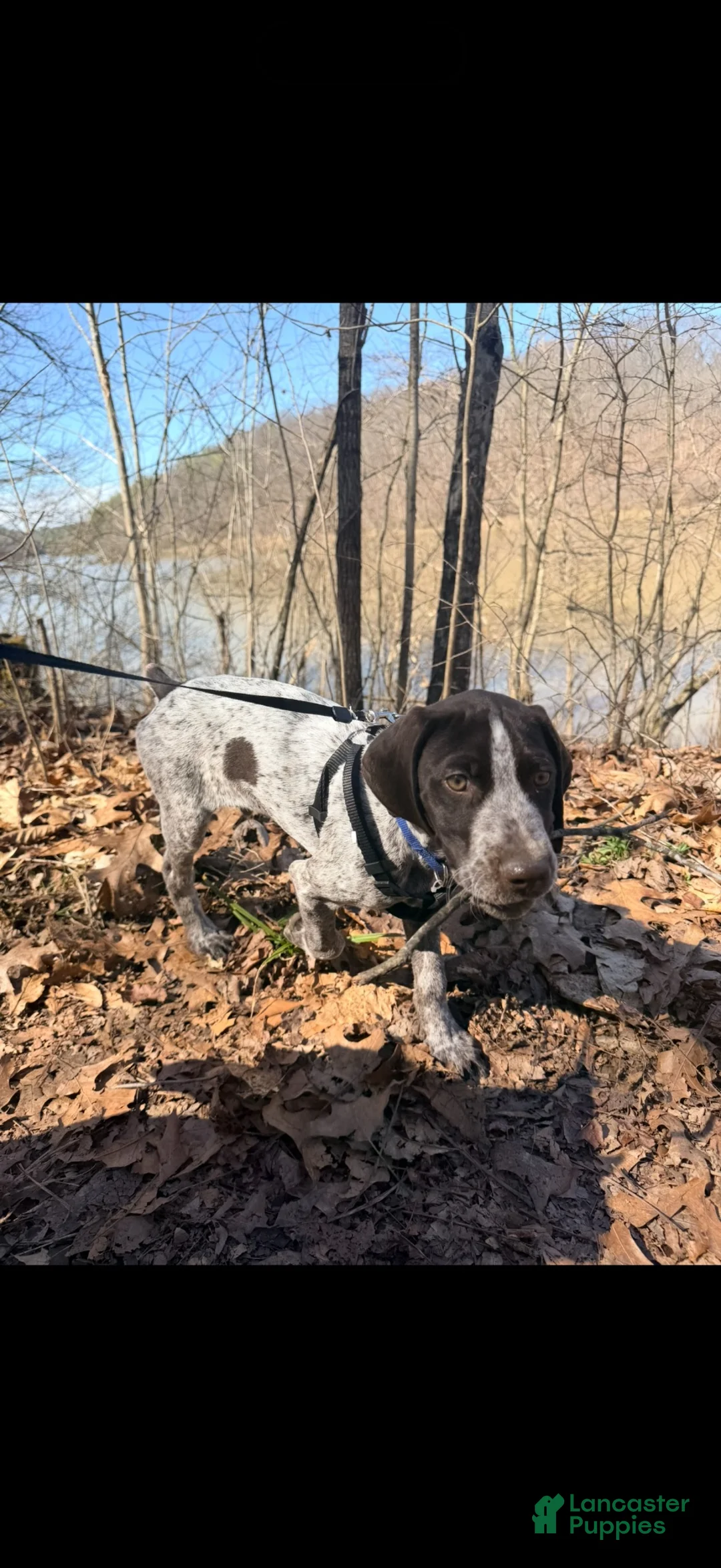 German Shorthaired Pointer dogs for sale: German Shorthaired Pointer 1 - Ad 2