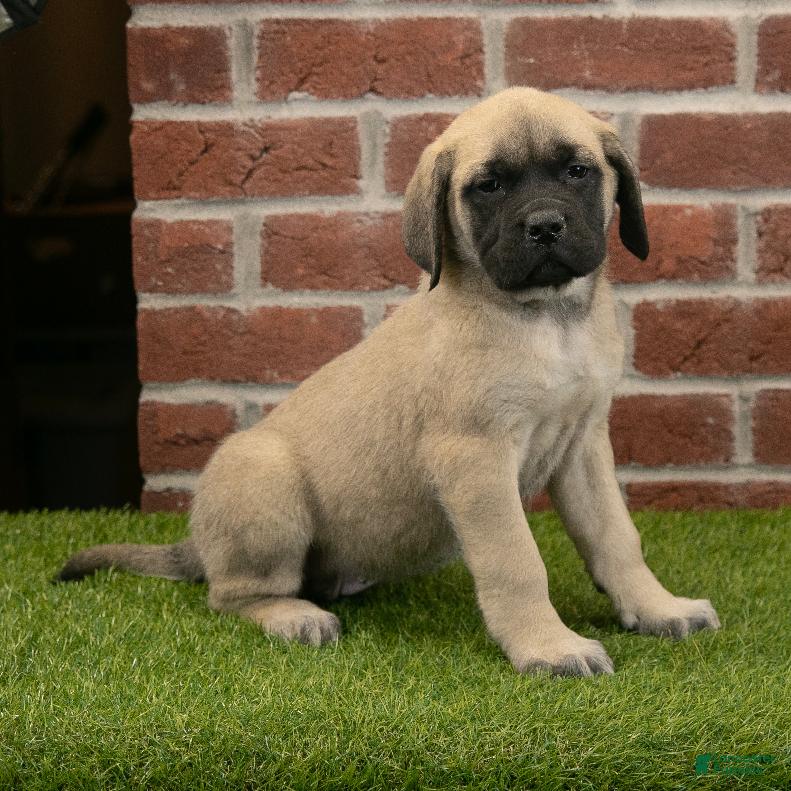 English Mastiff dogs for sale: Kate - Ad 3