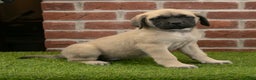 English Mastiff dogs for sale: Kate - Ad 1