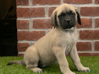 English Mastiff dogs Kate - Ad 24