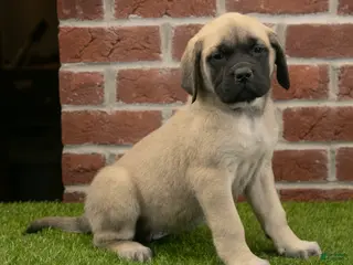 English Mastiff dogs Kate - Ad 25