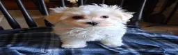 Maltipoo dogs for sale: Simon - Ad 3