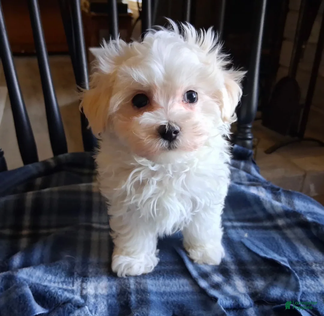 Maltipoo dogs for sale: Simon - Ad 3