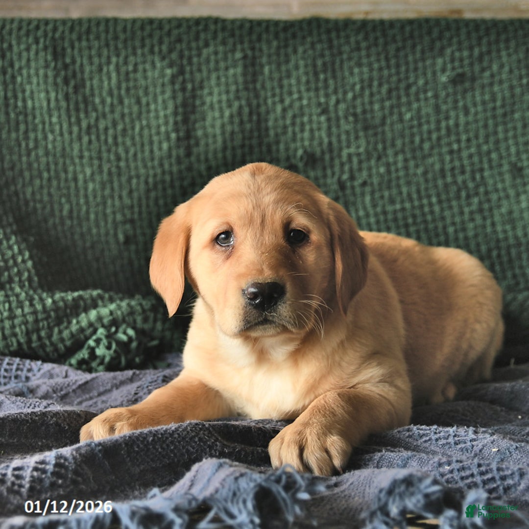 Goldador dogs for sale: Sunflower  - Ad 3