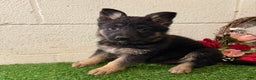 German Shepherd dogs for sale: SIMON - Ad 8