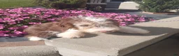 Mini Aussiedoodle dogs for sale: Mini Aussiedoodle 2 Thomas - Ad 3