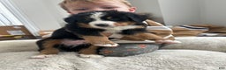 Bernese Mountain Dog dogs for sale: Bernese Mountain Dog Puppy 2 - Ad 7