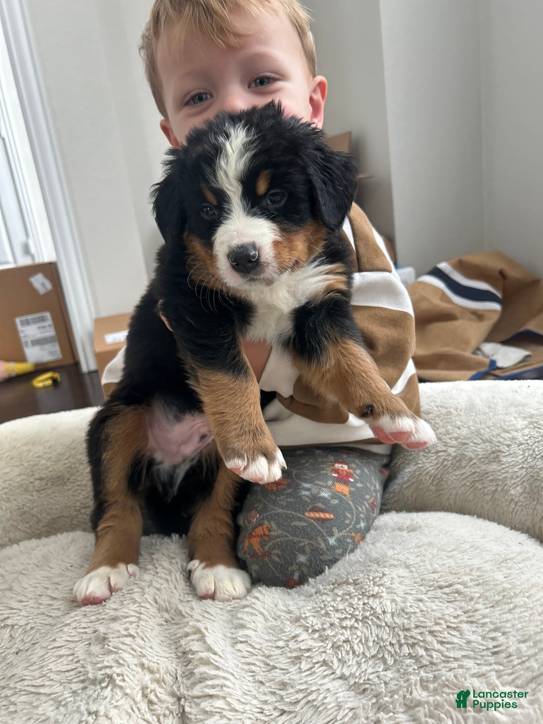 Bernese Mountain Dog dogs for sale: Bernese Mountain Dog Puppy 2 - Ad 7