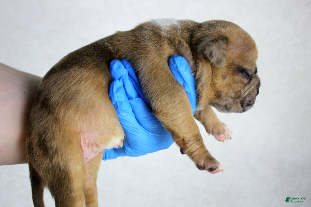 American Bully dogs for sale: Black Fawn Merle Female - Ad 3