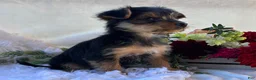 Yorkshire Terrier dogs for sale: MR Pepsi - Ad 10
