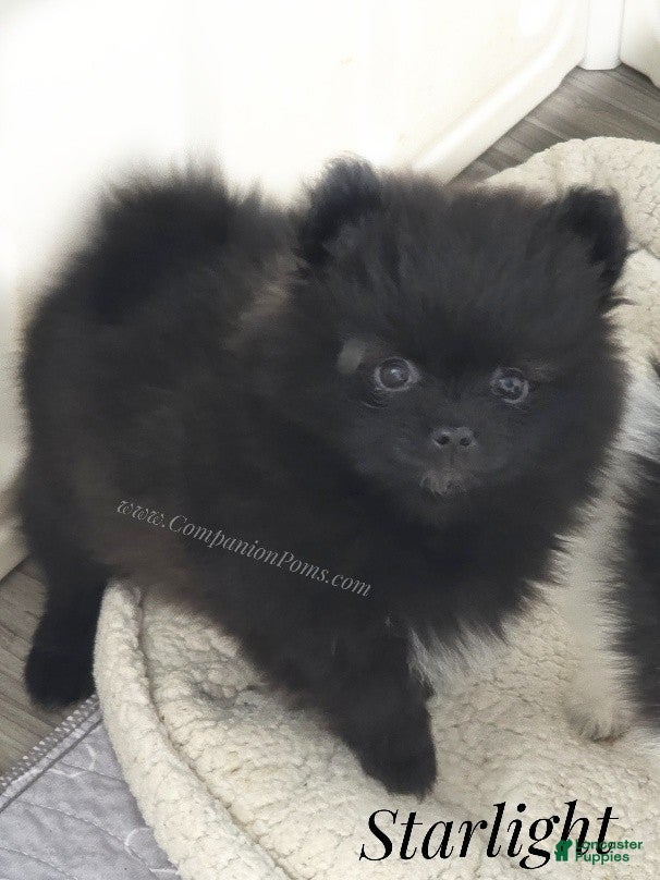 Pomeranian dogs Starlight - Black Female Pomeranian - Ad 1