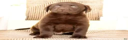 Labrador Retriever dogs for sale: Max - Ad 8