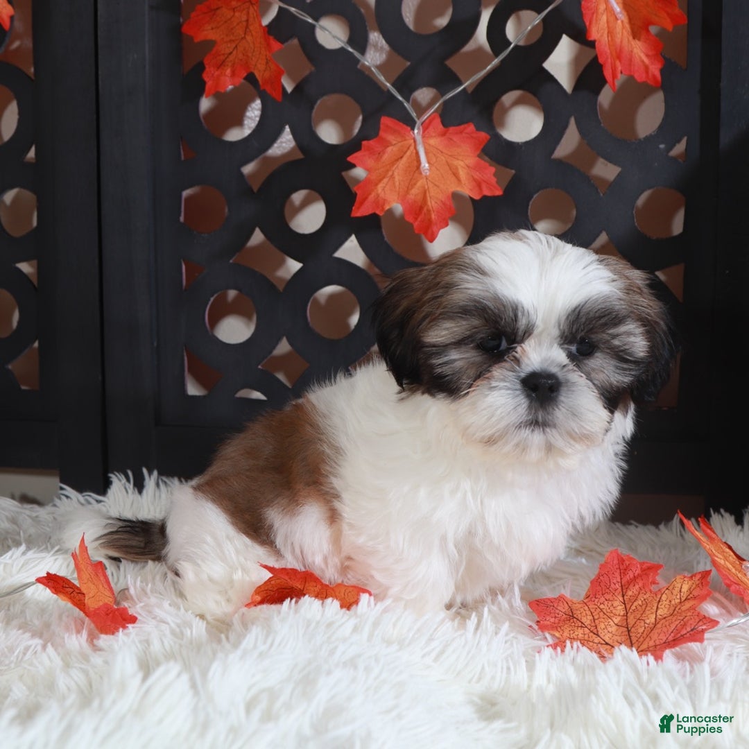 Shih Tzu dogs for sale: Noah - Ad 6