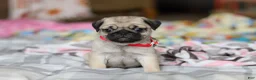 Pug dogs for sale: Penny  - Ad 1