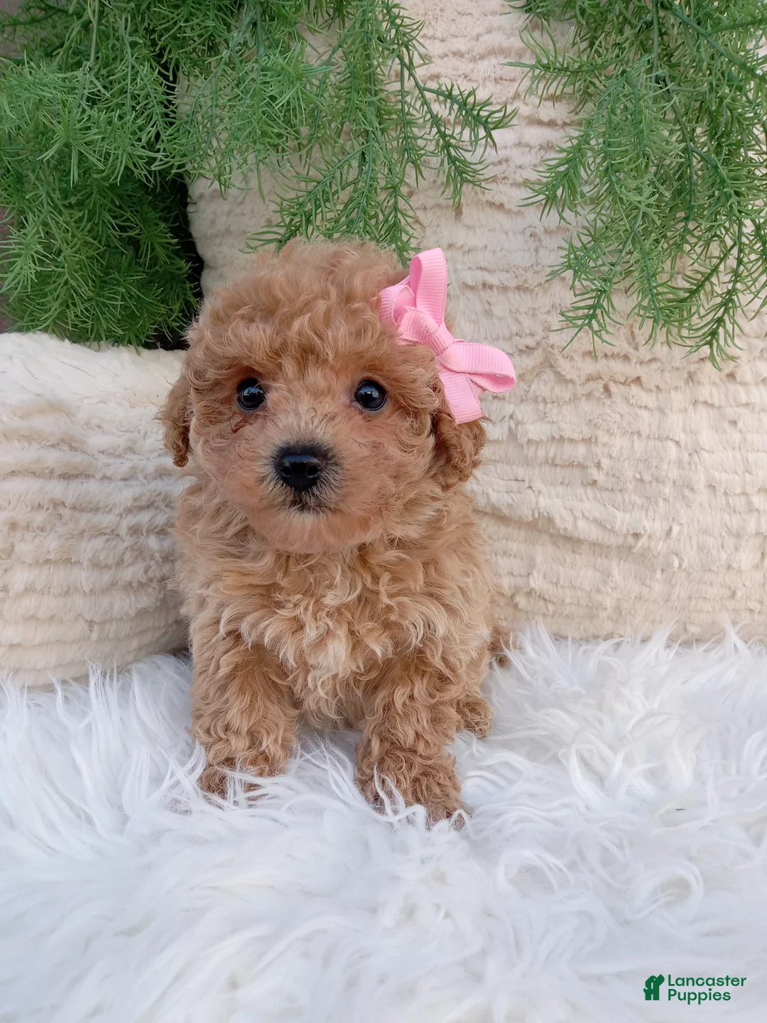 Bichpoo dogs for sale: Belle - Ad 3