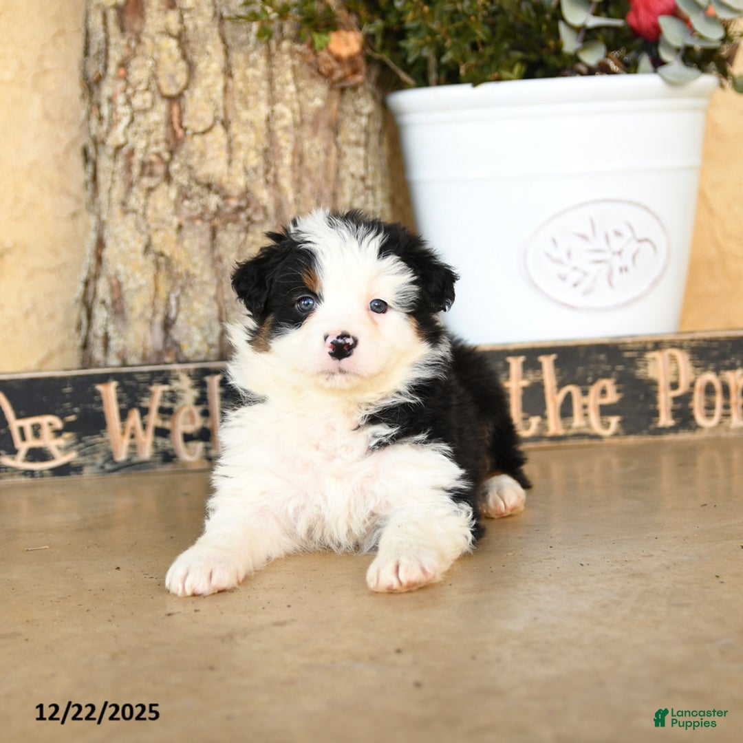Australian Shepherd dogs for sale: Pilar - Ad 4