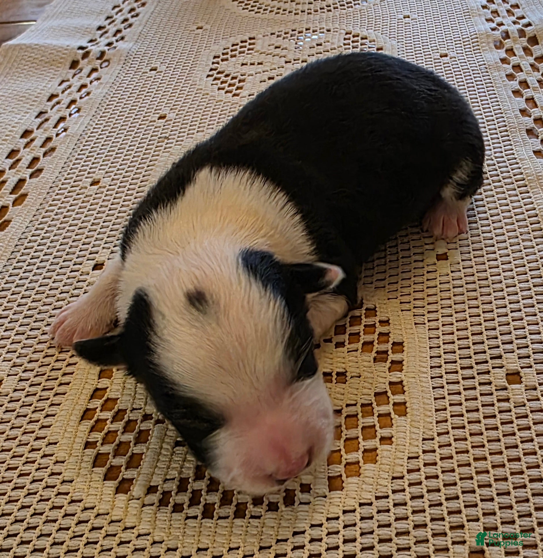 Border Collie dogs Border Collie Puppy 2 - Ad 2