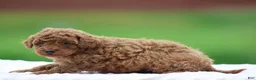 Miniature Poodle dogs for sale: Wynston - Ad 3