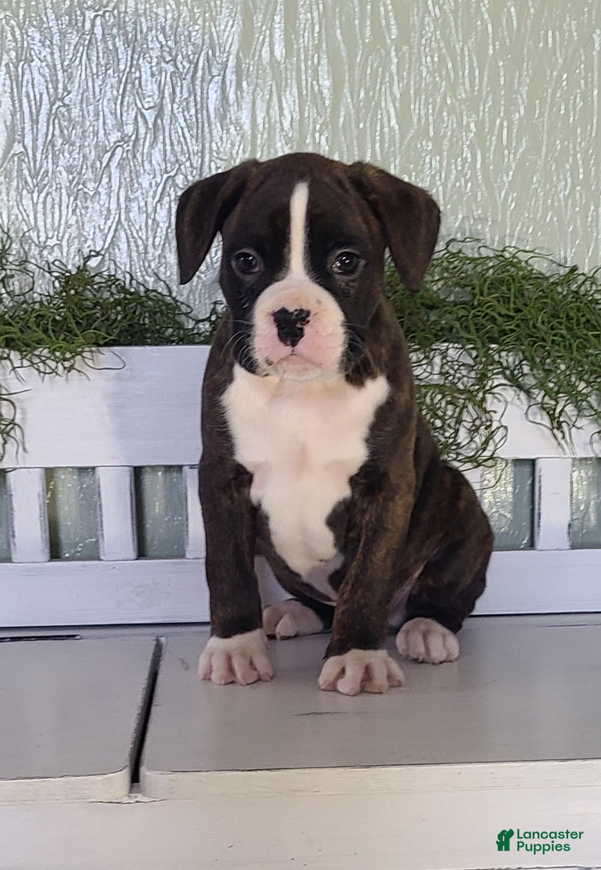 Boxer dogs Duke - Ad 3