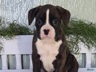 Boxer dogs Duke - Ad 12