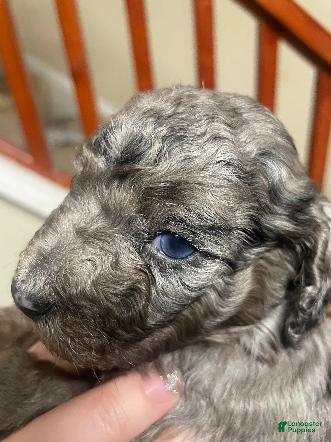 Goldendoodle dogs for sale: Sirrus - Ad 2