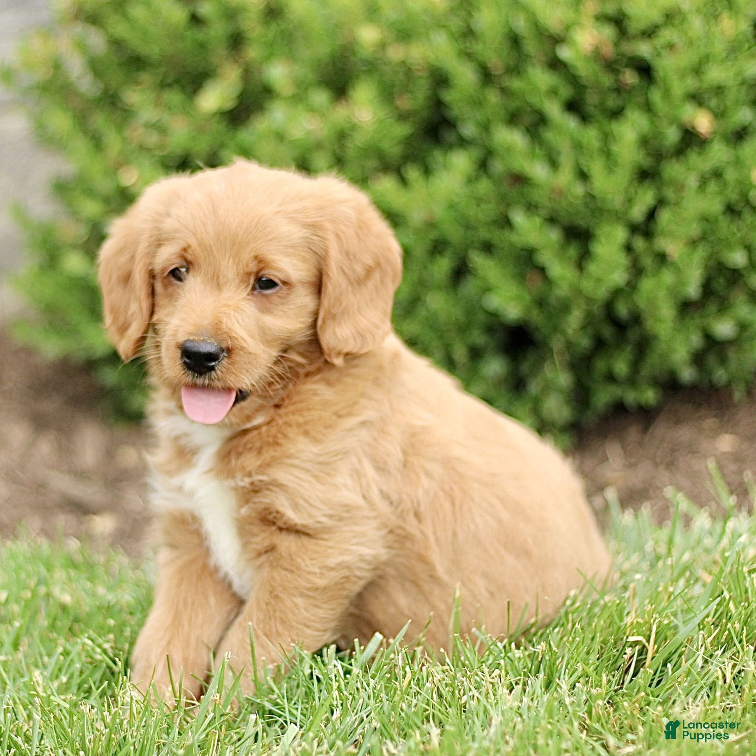 Labradoodle dogs Skip  - Ad 1