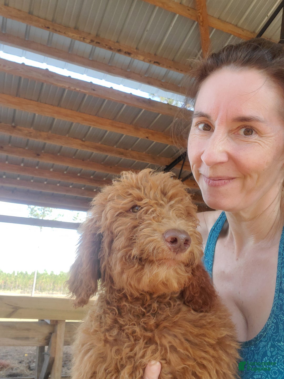 Goldendoodle dogs for sale: Chloe - Ad 1