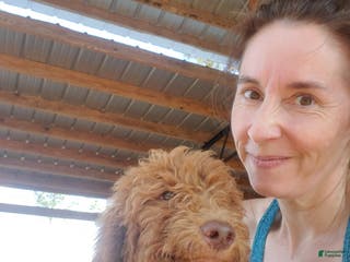 Goldendoodle dogs Chloe - Ad 5