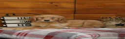 Golden Retriever dogs for sale: Genny - Ad 1