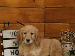 Golden Retriever dogs for sale: Genny - Ad 2